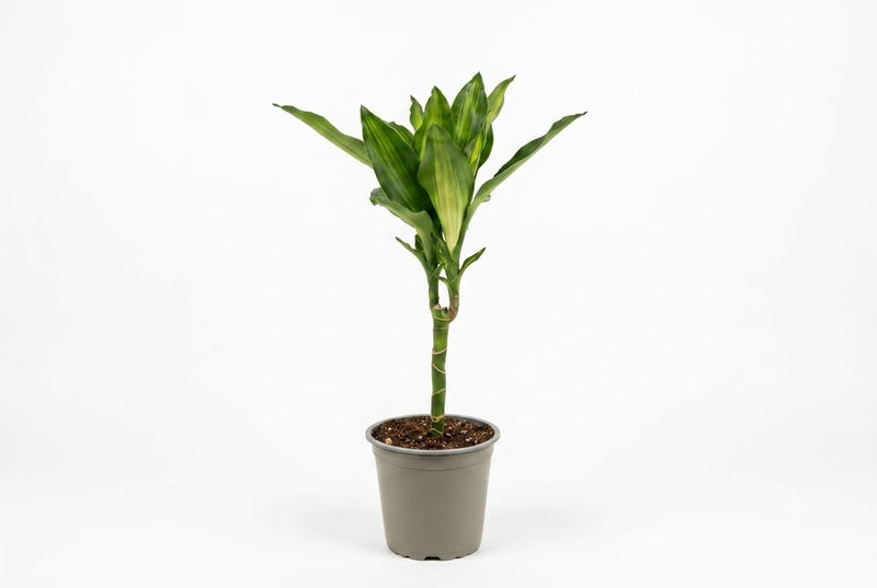 Dracaena frag. 'Cintho' single stem 2+ head 45cm