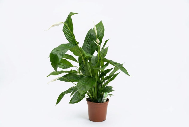 Spathiphyllum 'Sweet Chico' 5+ Flowers 17Cm Pot,75Cm Ht