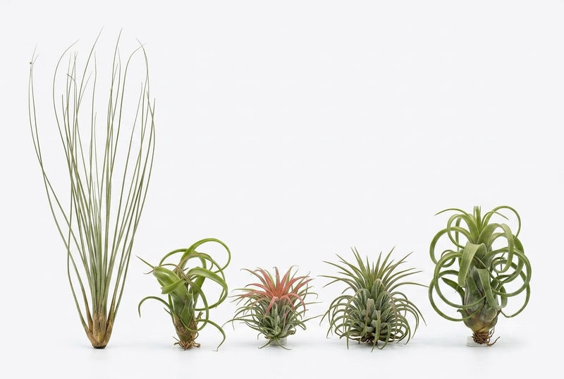 Air Plant-Single pcs