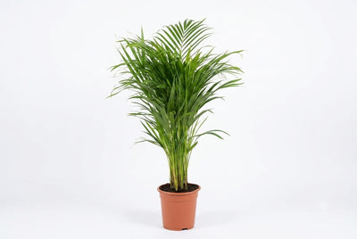 Dypsis lutescens ...Chrysalidoca 85cm ht