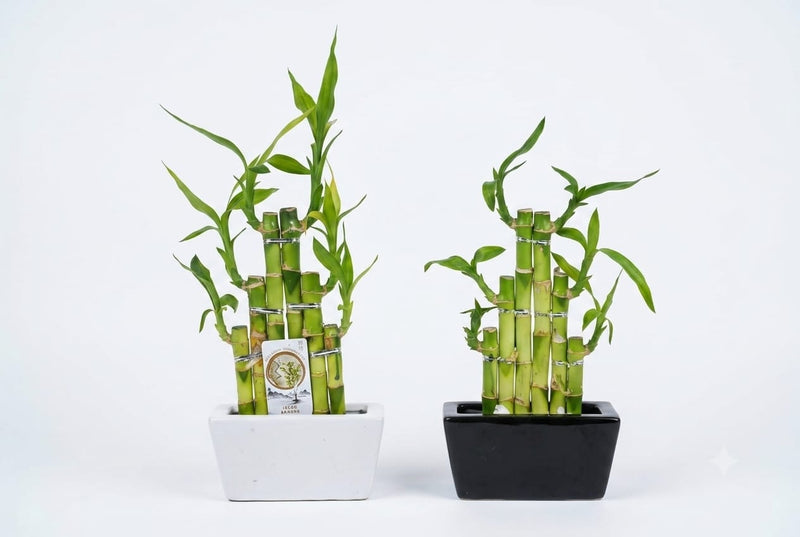Dracaena sand. 'Lucky Bamboo' ..pyr Stepstairs (Lucky Bamboo-Single pcs )