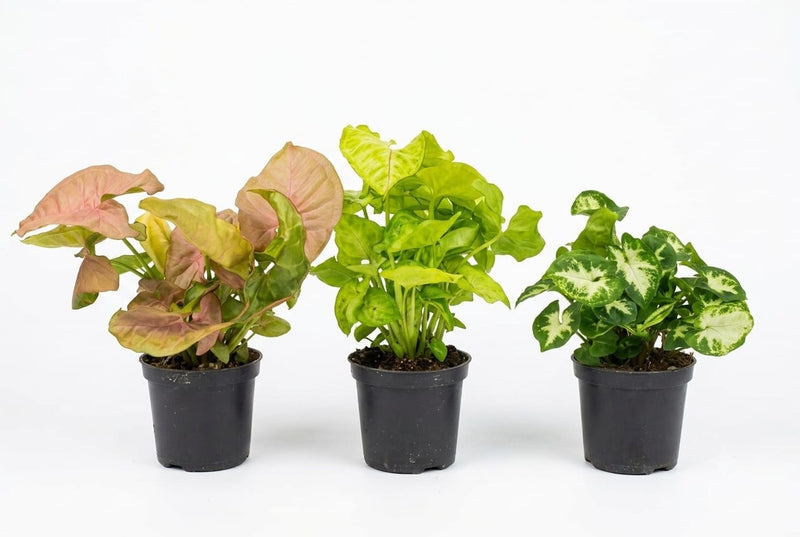 Syngonium mix decorum 7cm pot, 15cm ht