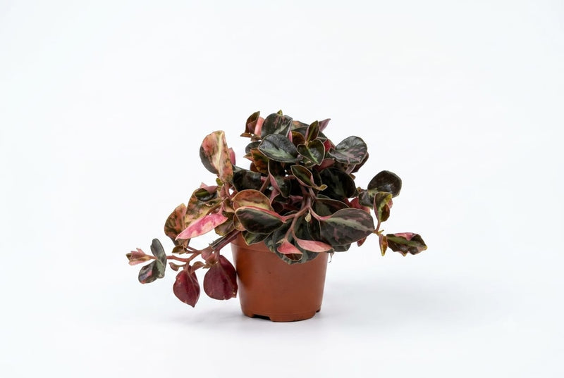 Peperomia Albov. 'Piccolo Banda' 5.5Pot 10Hgt