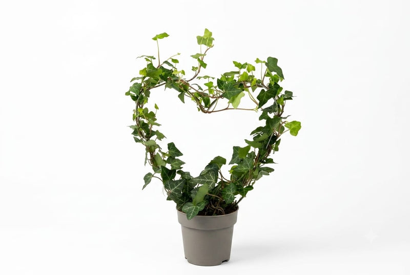 Hedera ...green leafed heart shape (30 cm ht)