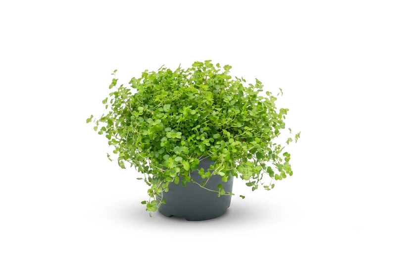 Soleirolia soleirolii ...green 9cm ht