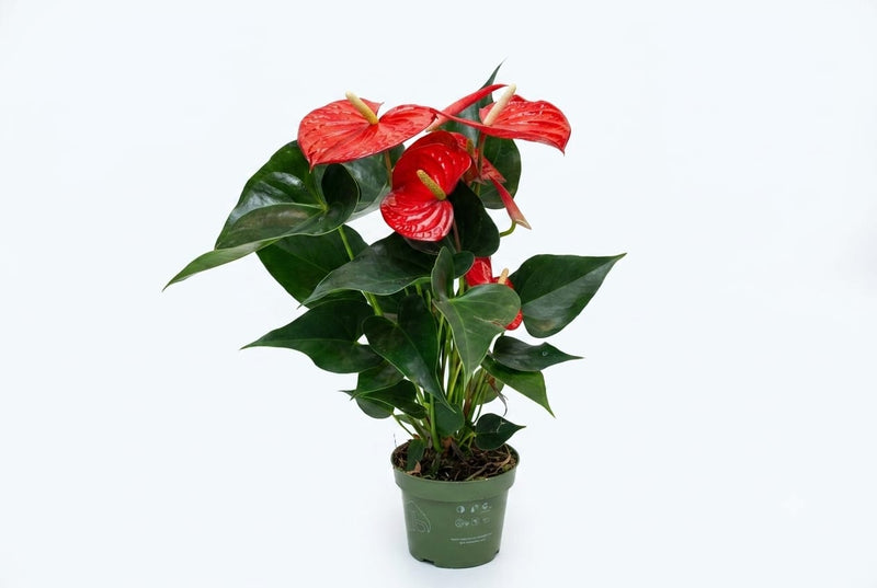 Anthurium andr. 'Querida' ROYAL RED big flowers 45cm