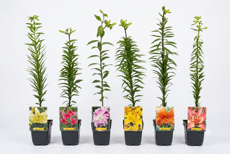 Lilium ... mix shelf 25cm ht -Single pcs
