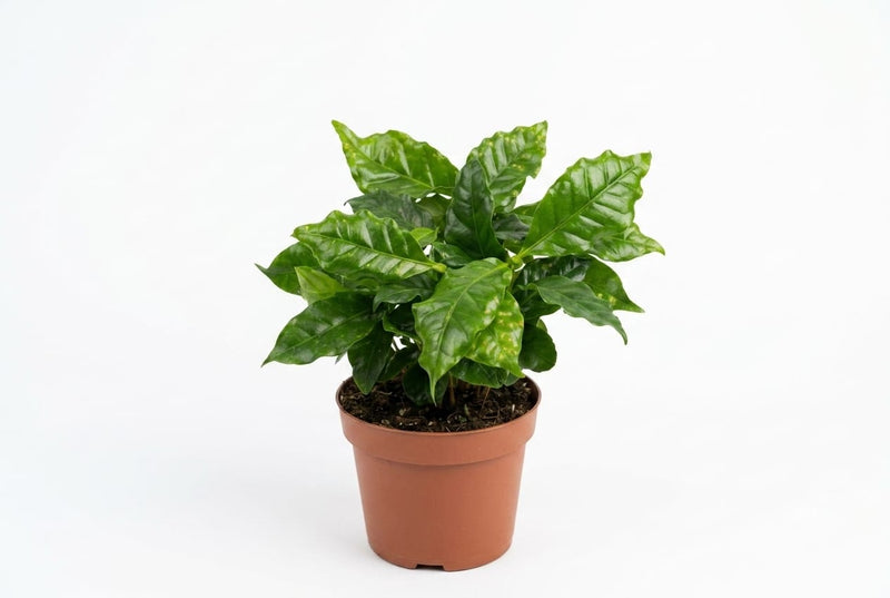 Coffea Arabica 12Cm Pot, 25Cm Ht
