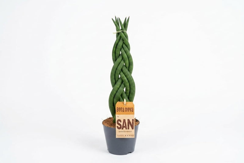 Sansevieria Twist 35Cm Ht