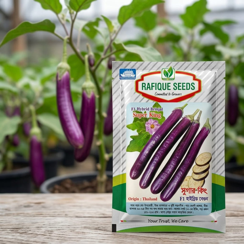 Eggplant Long Seeds