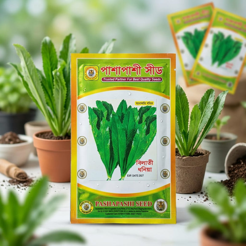 Culantro (Sawtooth Coriander) Seeds 10Gm