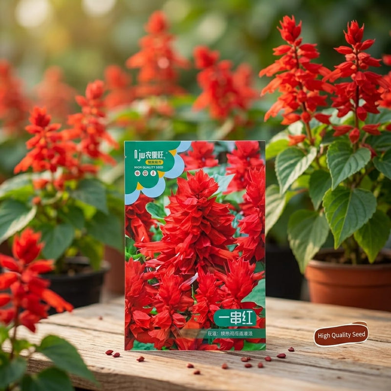 Salvia Red Seeds