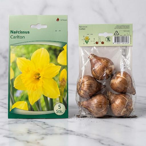 Narcissus Flower Bulb