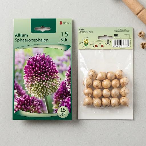 Allium Flower Bulb