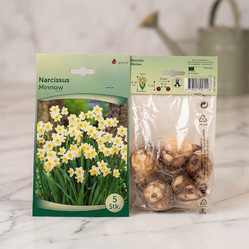 Narcissus Minnow Flower Bulb