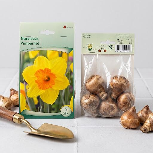 Narcissus Pimpernel Flowr Bulb
