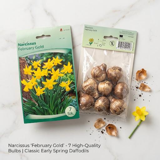 February Gold Flower Bulb