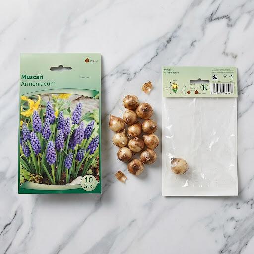 Muscari Flower Bulb