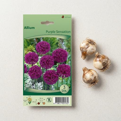 Allium Flower Bulb