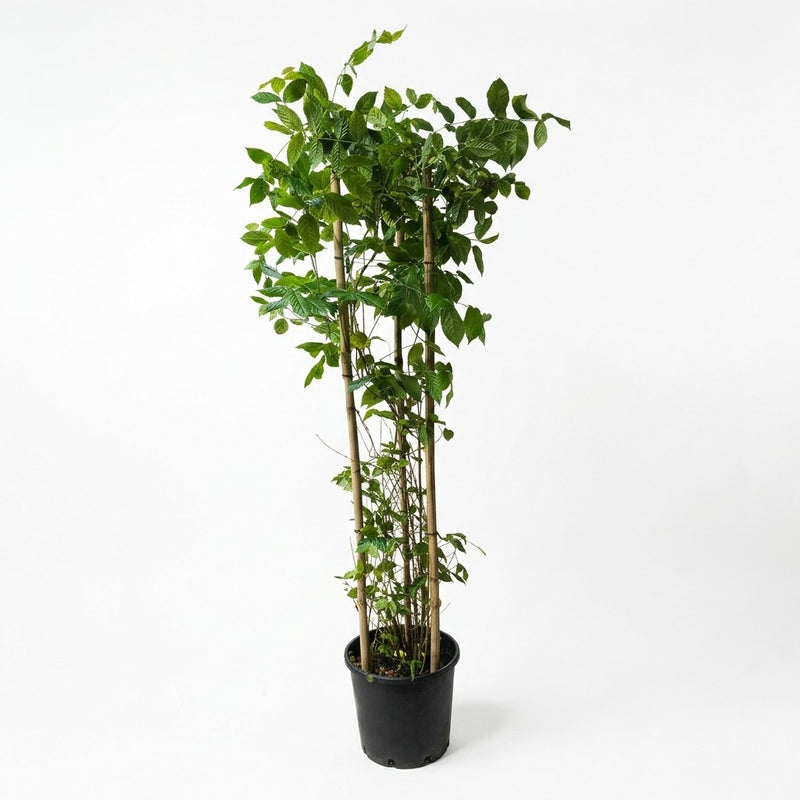Quisqualis Indica 18lt pot 1.3m-1.5m ht