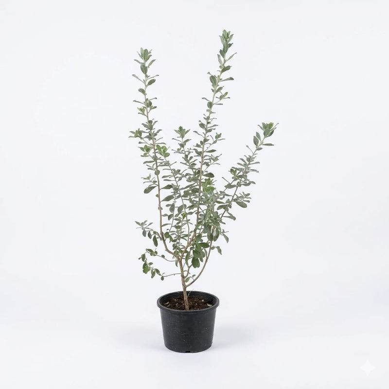 Leucophyllum frutescens (40-50 سم Ht، 1PP في وعاء 15 سم)
