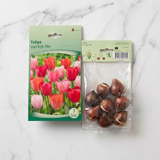 Tulip Mix Flower Bulb