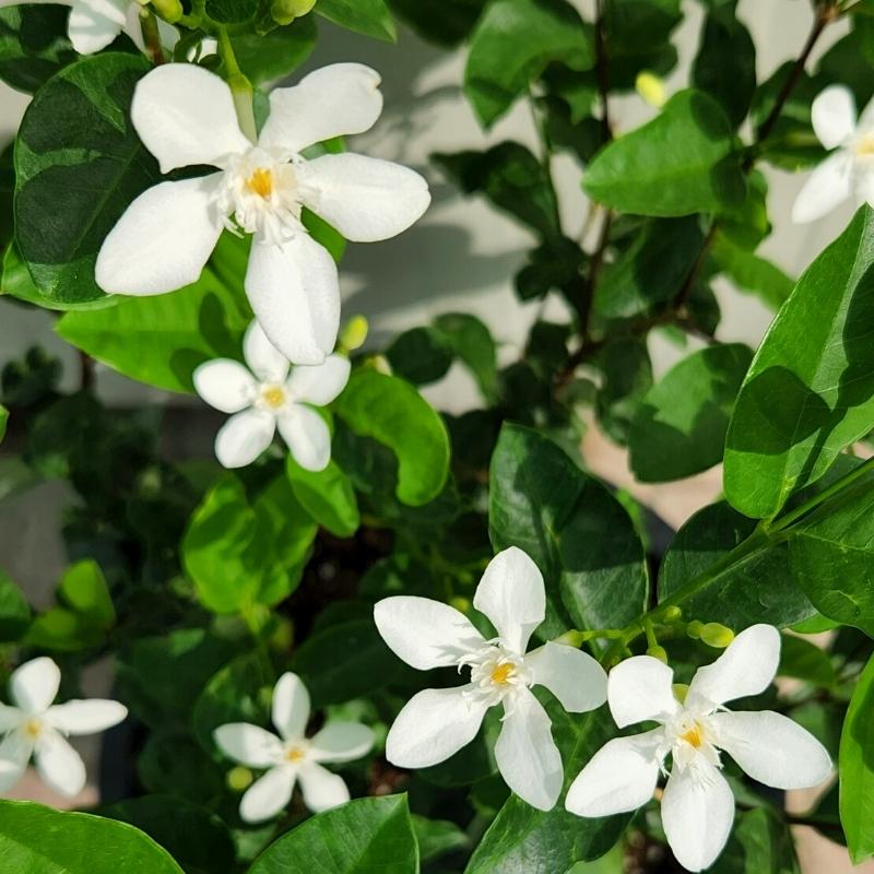 Wrightia milky way 30 - 40cm Ht, 1PP in 15cm Pot