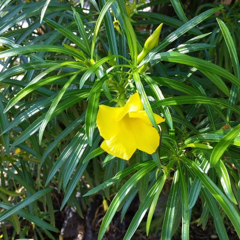 Thevetia Peruviana ( 1.5-1.6m, ht)