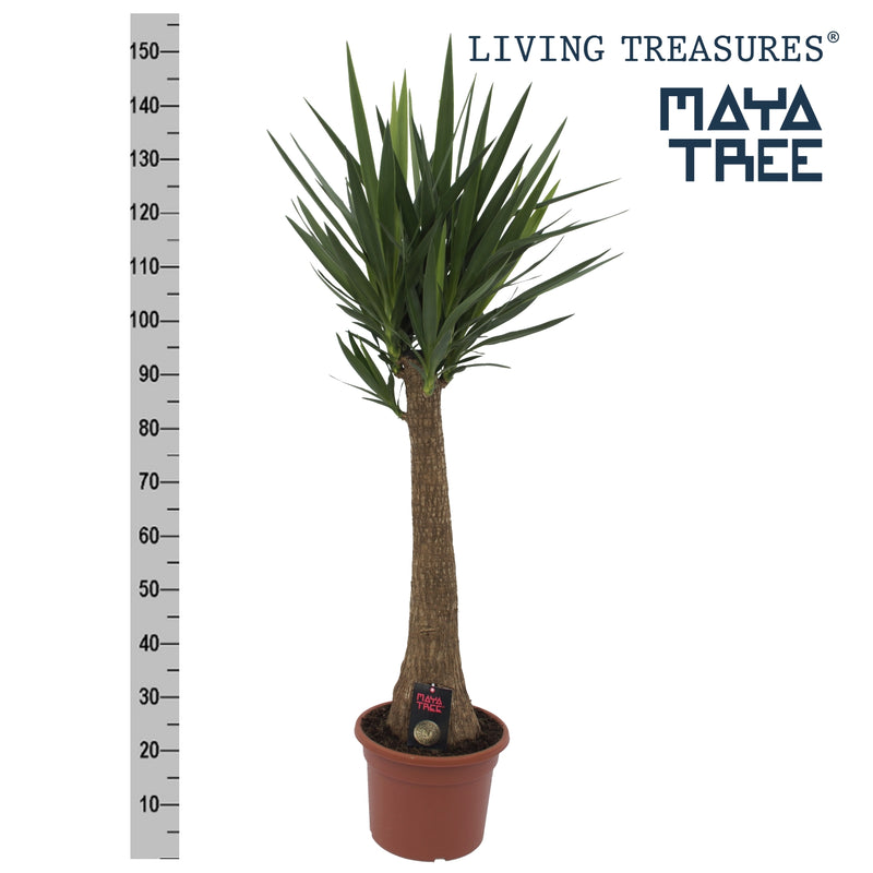 Yucca elephantipes