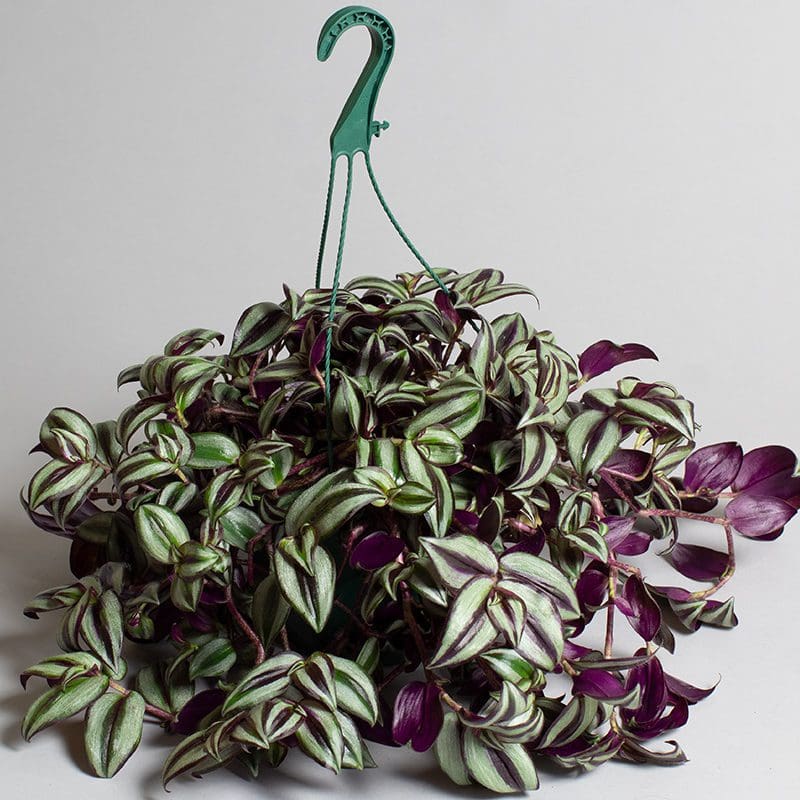 Tradescantia