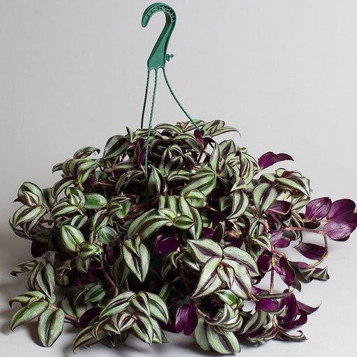 Tradescantia