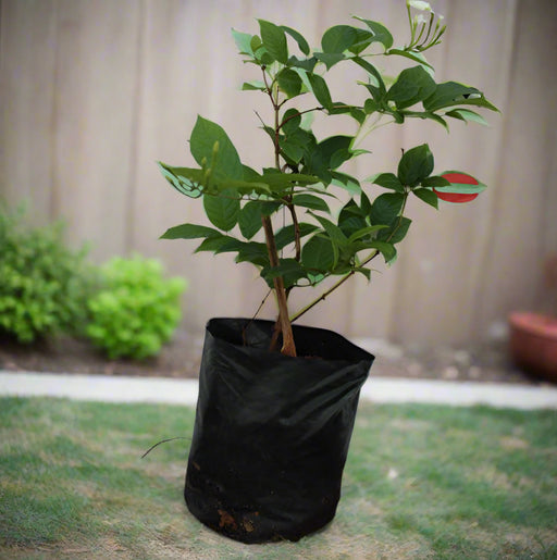 Quisqualis indica image 0
