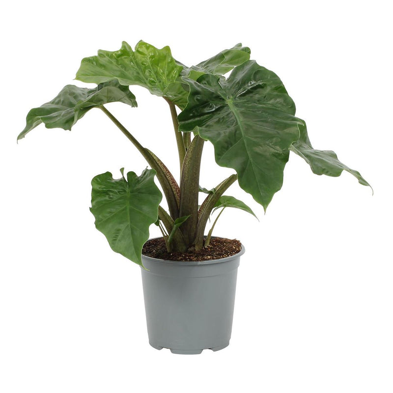 Alocasia Low Rider ( 58cm Height ,17cm Pot )