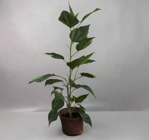 Hibiscus Red (Tall ) 15-20cm image 0