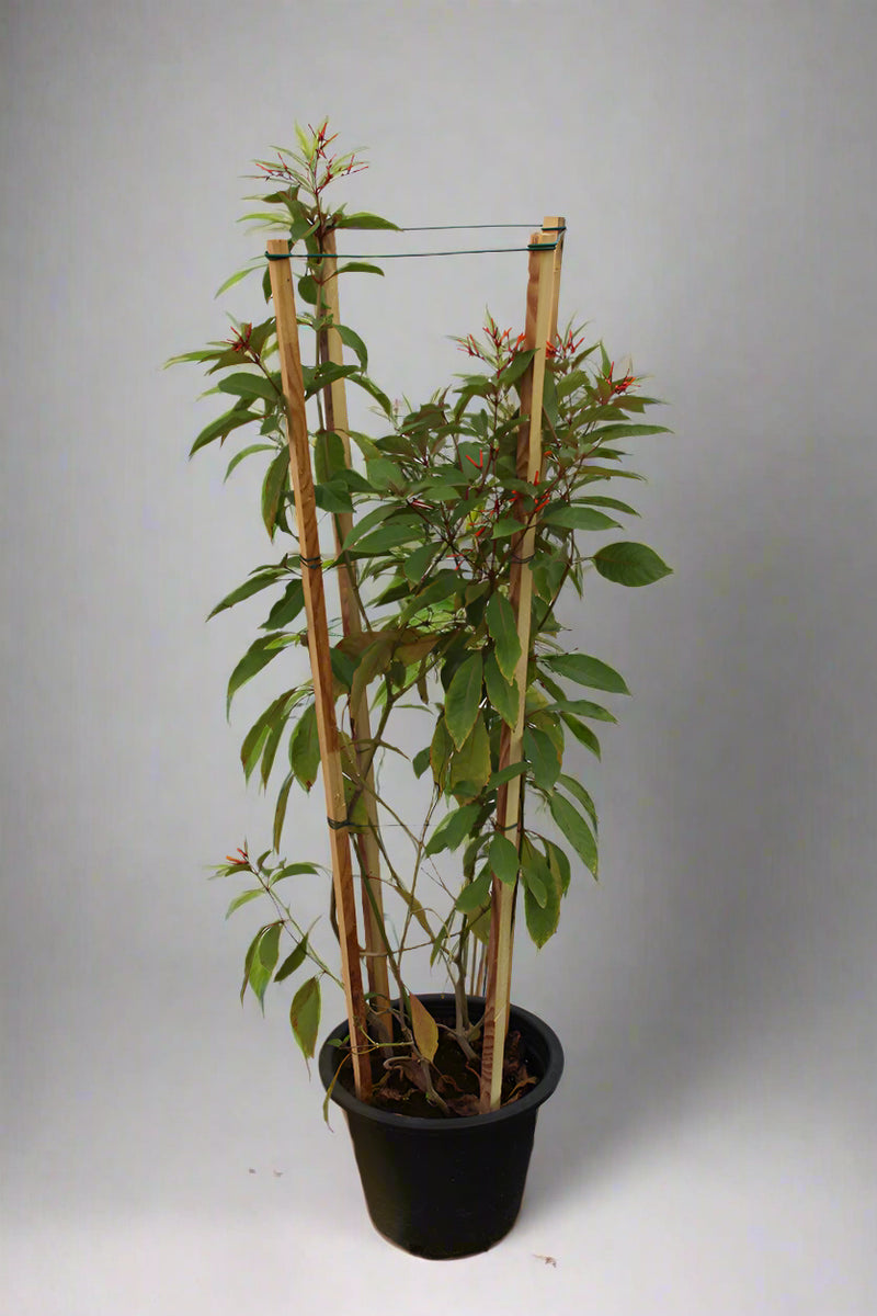 Hamelia patens image 4