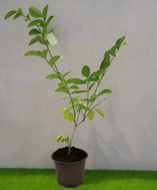 Clitoria ternatea 20-25cm image 0