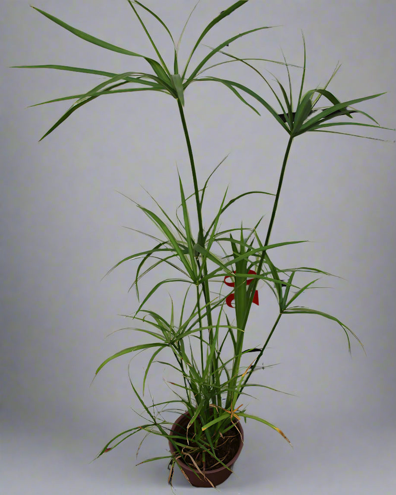 Cyperus alternifolius image 0