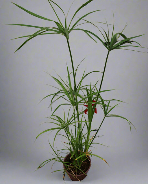 Cyperus alternifolius image 0