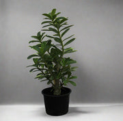 Adenium obesum image 0