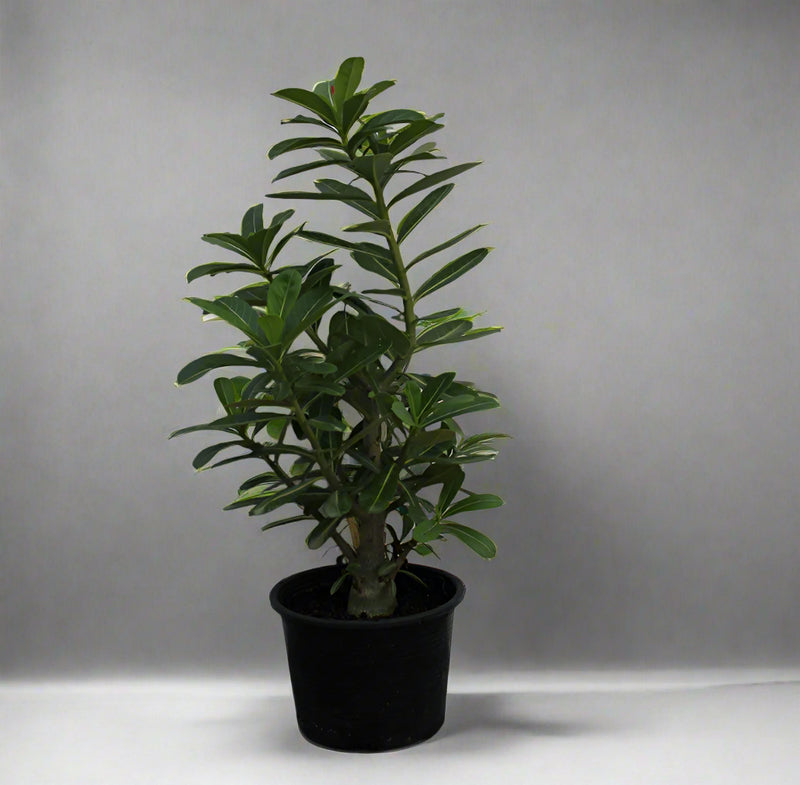 Adenium obesum image 0