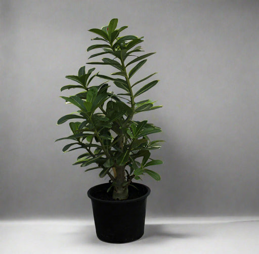 Adenium obesum image 0