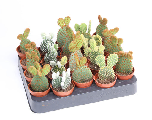 Opuntia mixed