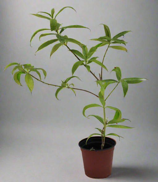 Allamanda catharitica image 0