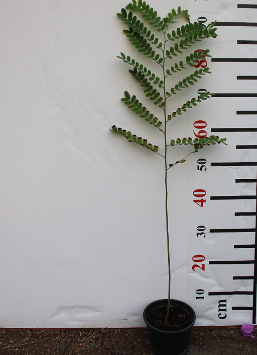 Cassia Javanica 70-80cm image 0