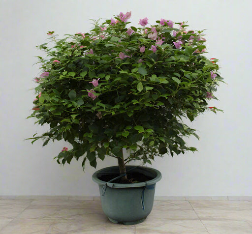 Bougainvillea "1Head" China 60-70cm image 1