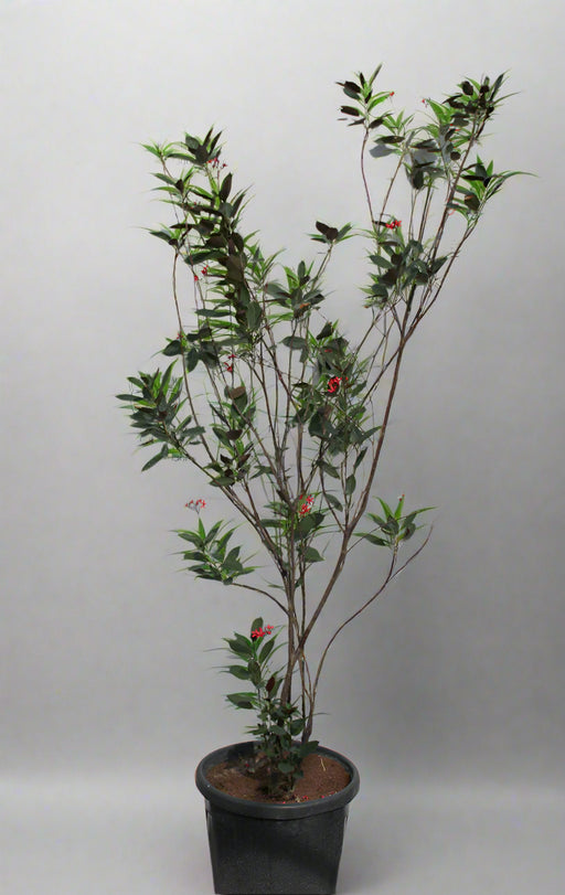 Jatropha Integerrima image 0