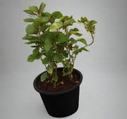 Acalypha wilkesiana image 0