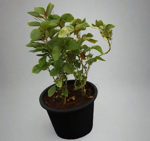 Acalypha wilkesiana image 0