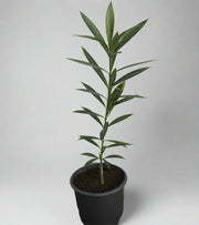 Nerium Oleander image 2