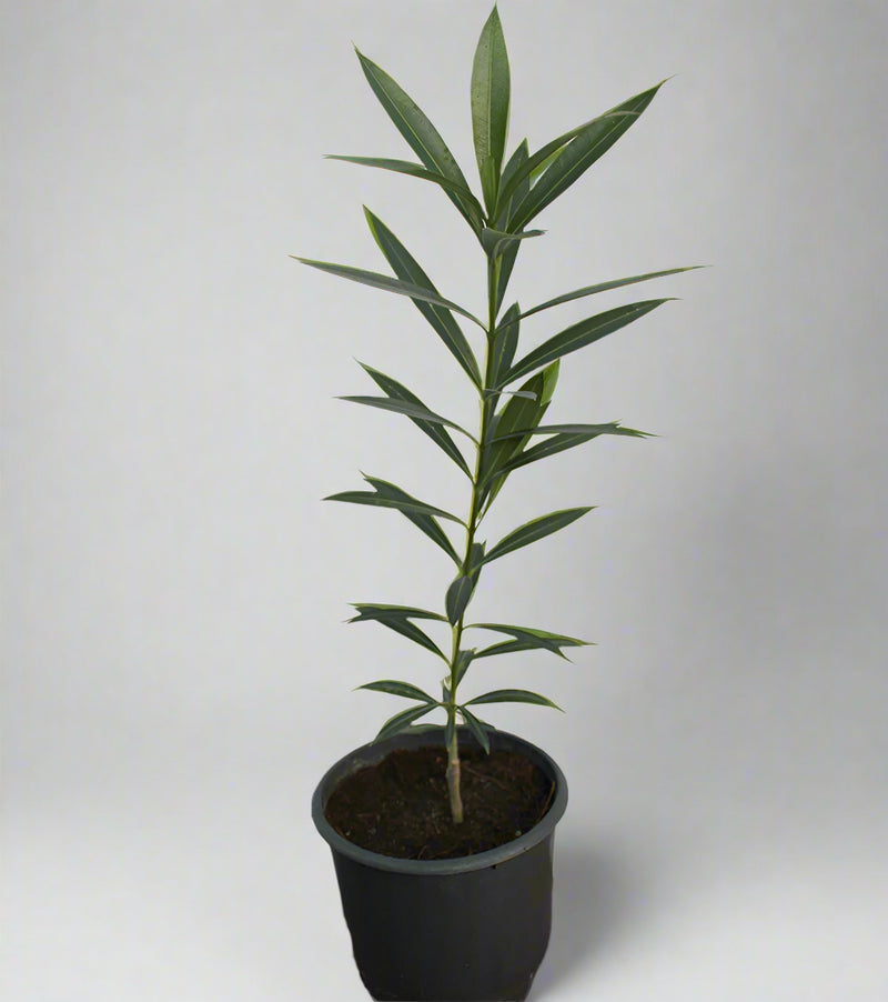 Nerium Oleander image 2
